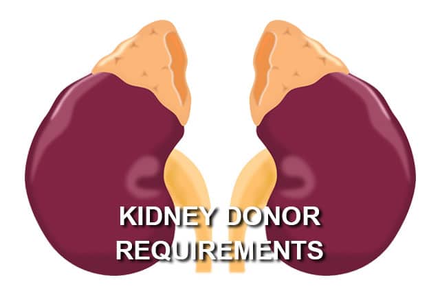 kidney donor requirements